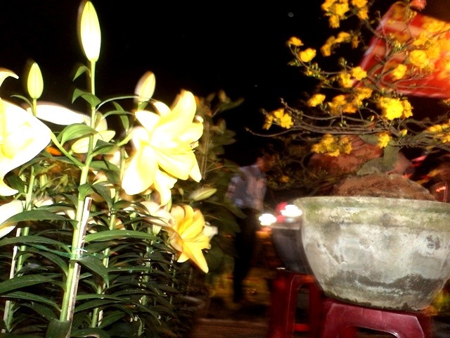 xem hoa giữa 2 sắc vàng.JPG