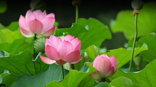 Chính thức trình Chính phủ đề án Quốc hoa Việt Nam ảnh 1 ImageView.aspx.jpg