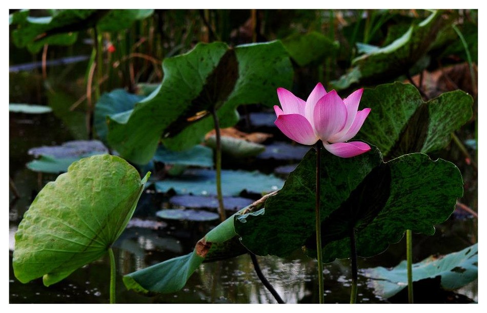 hoa sen.jpg