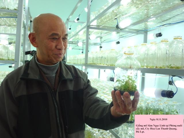 6. Giong cay mo Sam Ngoc Linh trong tai vuon sam TQ- DalatP1000835.JPG