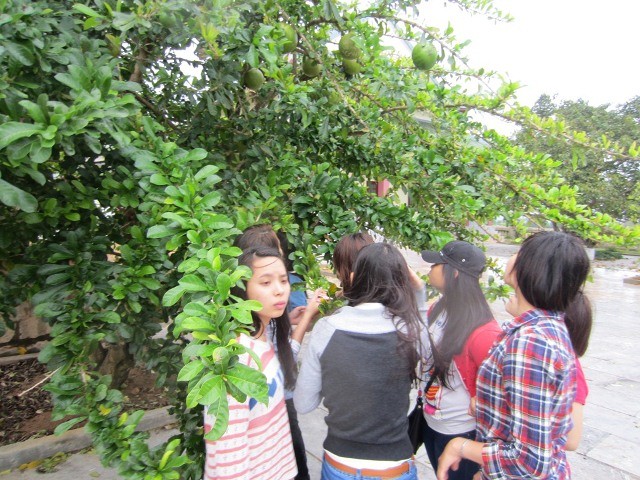 Trăn trở về việc đi chùa của người trẻ ảnh 2 anh 2, PGTT, Thi Thuong.jpg