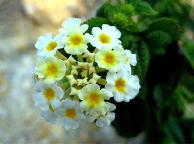 Những lời cho em ảnh 1 hoangusac.jpg