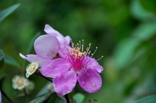 Nhiệm mầu ảnh 1 hoa sim.jpg