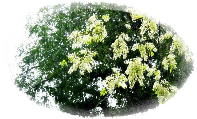 Mùa hoa sấu ảnh 1 hoa sau.jpg