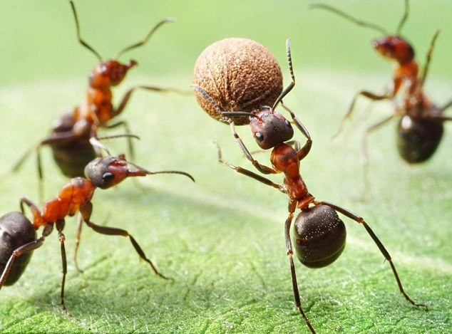 Thế giới kiến & những bài thơ khác ảnh 1 kien.jpg