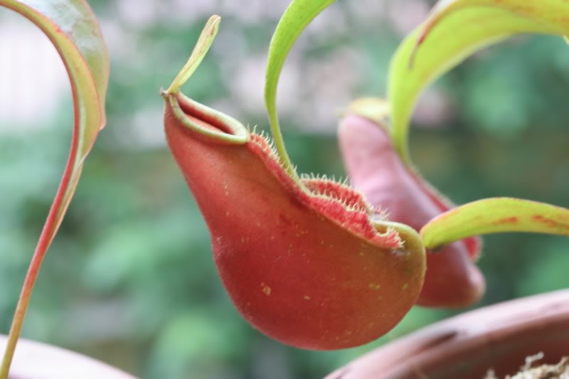 Trồng cây “ăn thịt” có phạm giới sát sanh? ảnh 1 cay an thit.jpg