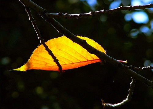 Đông sang rồi làm sao thu trở lại? ảnh 1 chiec-la.jpg