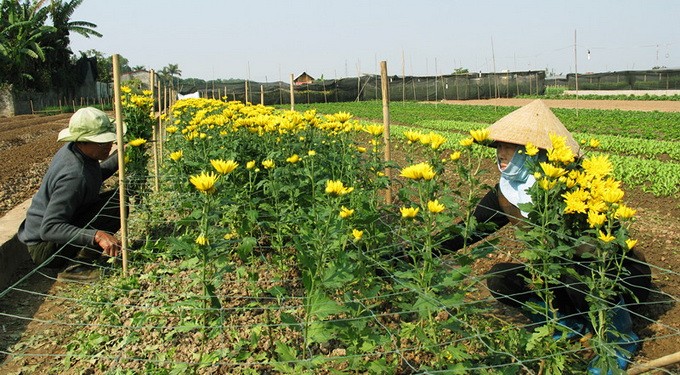 Hai vợ chồng ông Đỗ Đắc Canh đang tỉa bán những bông cúc đã đến ngày thu hoạch - Ảnh: Phạm Nhâm Hai vợ chồng ông Đỗ Đắc Canh đang tỉa bán những bông cúc đã đến ngày thu hoạch - Ảnh: Phạm Nhâm
