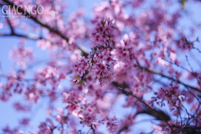 Ngắm mai anh đào tuyệt đẹp ở Đà Lạt ảnh 11 nguyen han 1.jpg