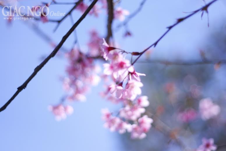 Ngắm mai anh đào tuyệt đẹp ở Đà Lạt ảnh 12 nguyen han 2.jpg