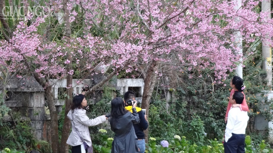 Ngắm mai anh đào tuyệt đẹp ở Đà Lạt ảnh 7 nguyen han 8.jpg