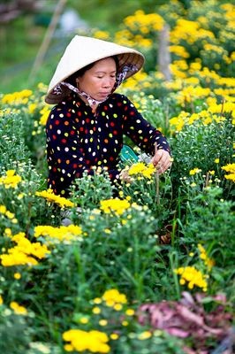 Món quà Tết tặng mẹ ảnh 1 tet va me.jpg