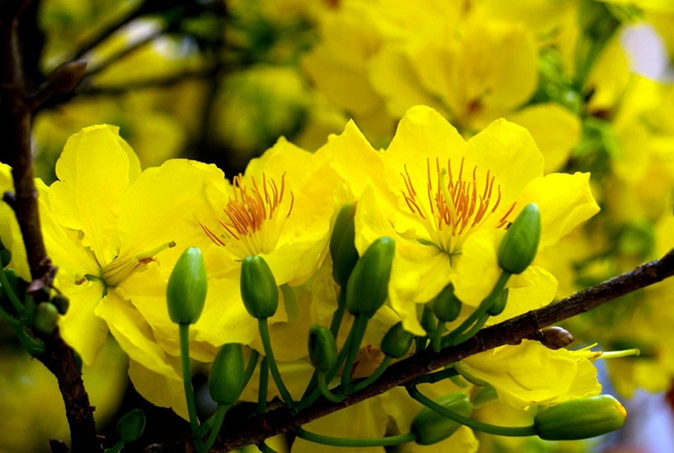 Mùa xuân nói với em câu gì? ảnh 1 mua xuan.jpg