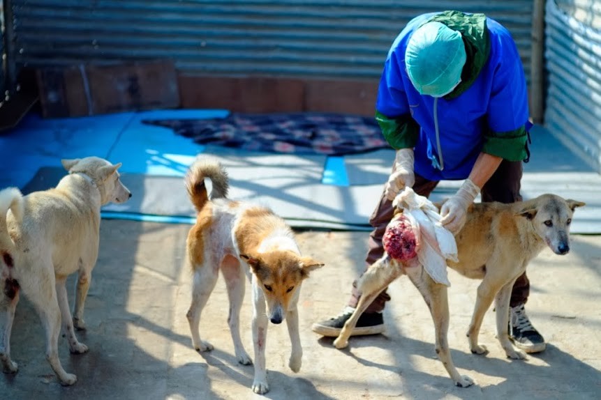 Trại Động vật Kagyu Monlam tại Bồ Đề Đạo Tràng ảnh 2 1 anh VCH 3.jpg