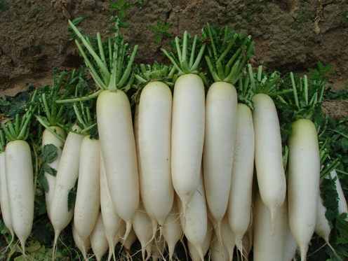 cu cai trang.png