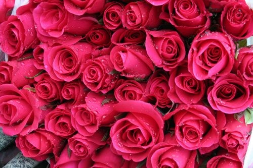 Mời bạn đọc chia sẻ "Cảm xúc mùa Vu lan" ảnh 1 mua vu lan.jpg