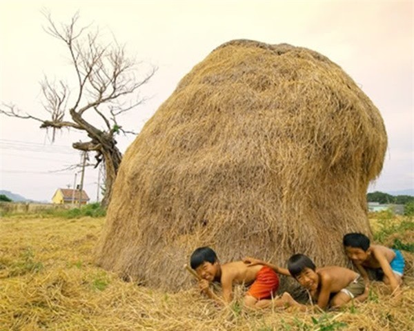 Ký ức rơm rạ ảnh 1 rom ra.jpg