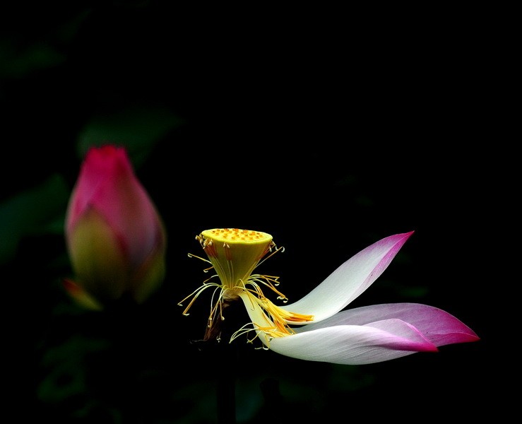 vo_thuong_lotus_216682044.jpg
