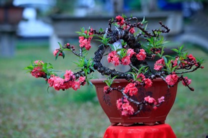 Ngắm đào Thất Thốn tiến vua tuyệt đẹp ảnh 1 Ngắm đào Thất Thốn tiến vua tuyệt đẹp ảnh 1