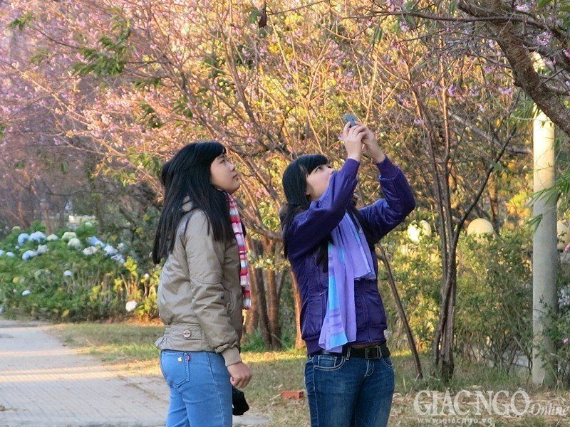 Ngắm mai anh đào tuyệt đẹp giữa Đà Lạt ngàn hoa ảnh 6 dalat06.jpg