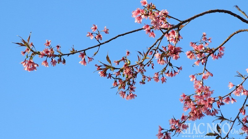 Ngắm mai anh đào tuyệt đẹp giữa Đà Lạt ngàn hoa ảnh 7 dalat07.jpg