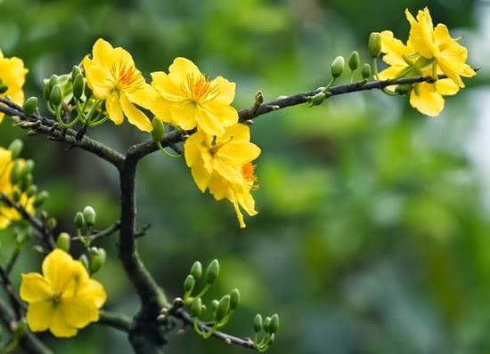 Xuân là sự bình yên, vững chãi... ảnh 1 canh mai.jpg
