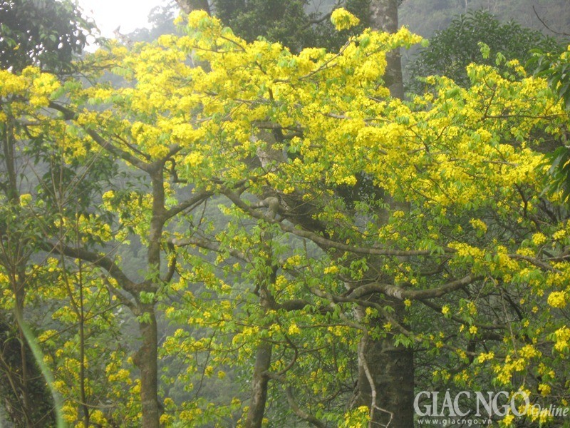 CGy mai canh ch·a Hoa YOn.jpg