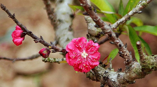 Xuân Từ Bi Hỷ Xả ảnh 2 hoa dao.jpg