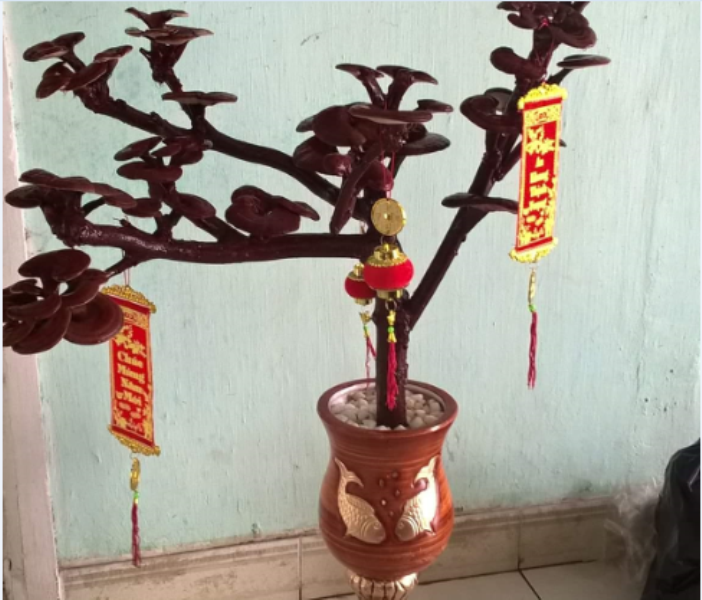 “Biến” nấm linh chi thành hoa kiểng, bonsai chưng Tết ảnh 2 nam2.png