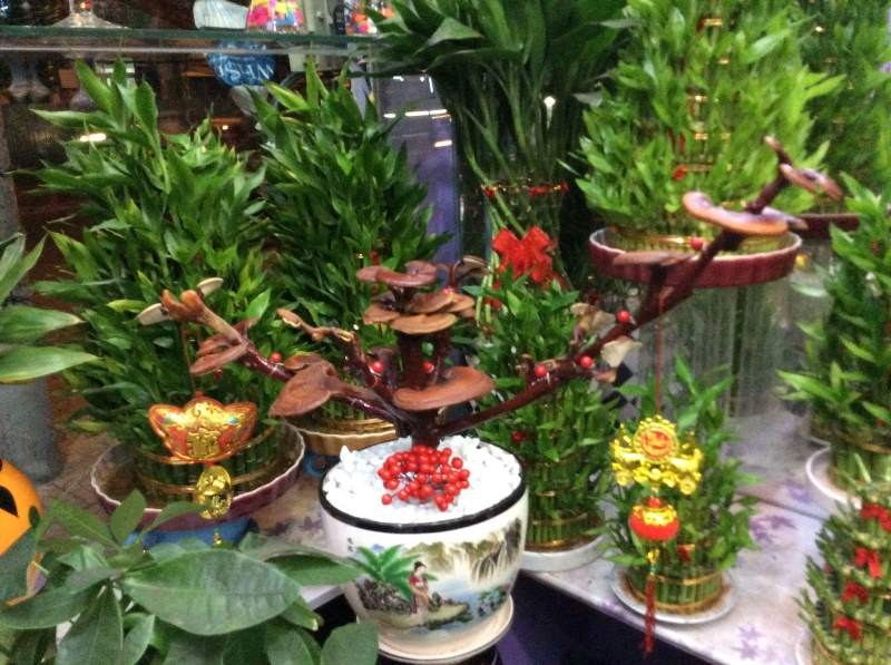 “Biến” nấm linh chi thành hoa kiểng, bonsai chưng Tết ảnh 3 nam3.jpg