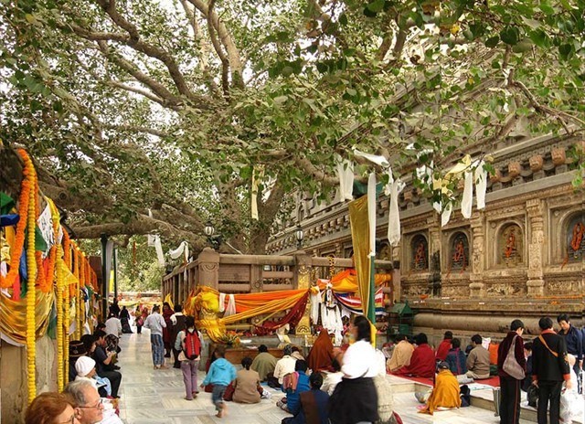 Bồ Đề Đạo Tràng lịch sử đến Bồ Đề Đạo Tràng tâm linh ảnh 1 mahabodhitree.jpg