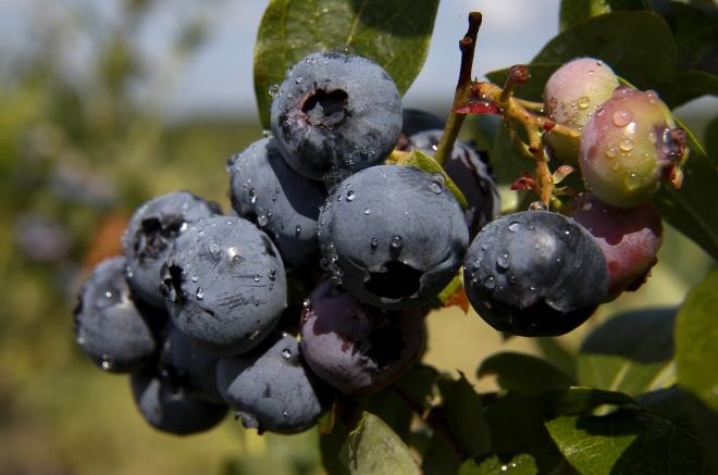 blueberries.jpg