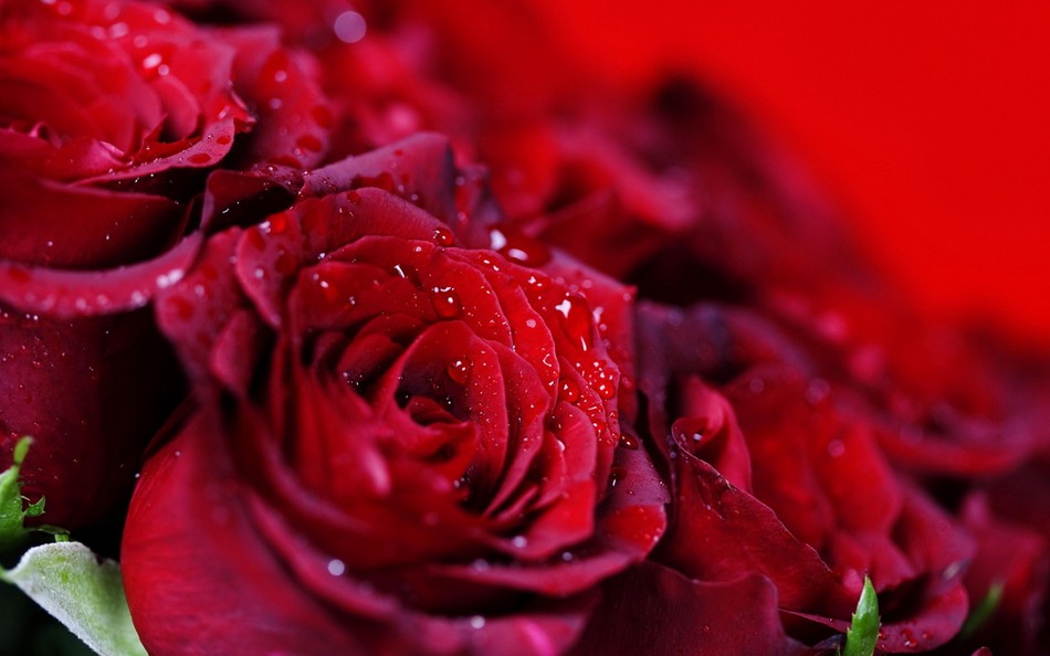 Bông hồng nào cho Cha ảnh 1 Rose-6.jpg