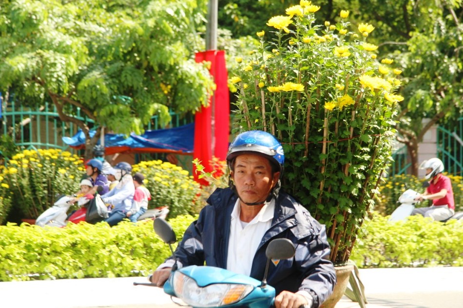 mot chau cuc duoc mua.JPG