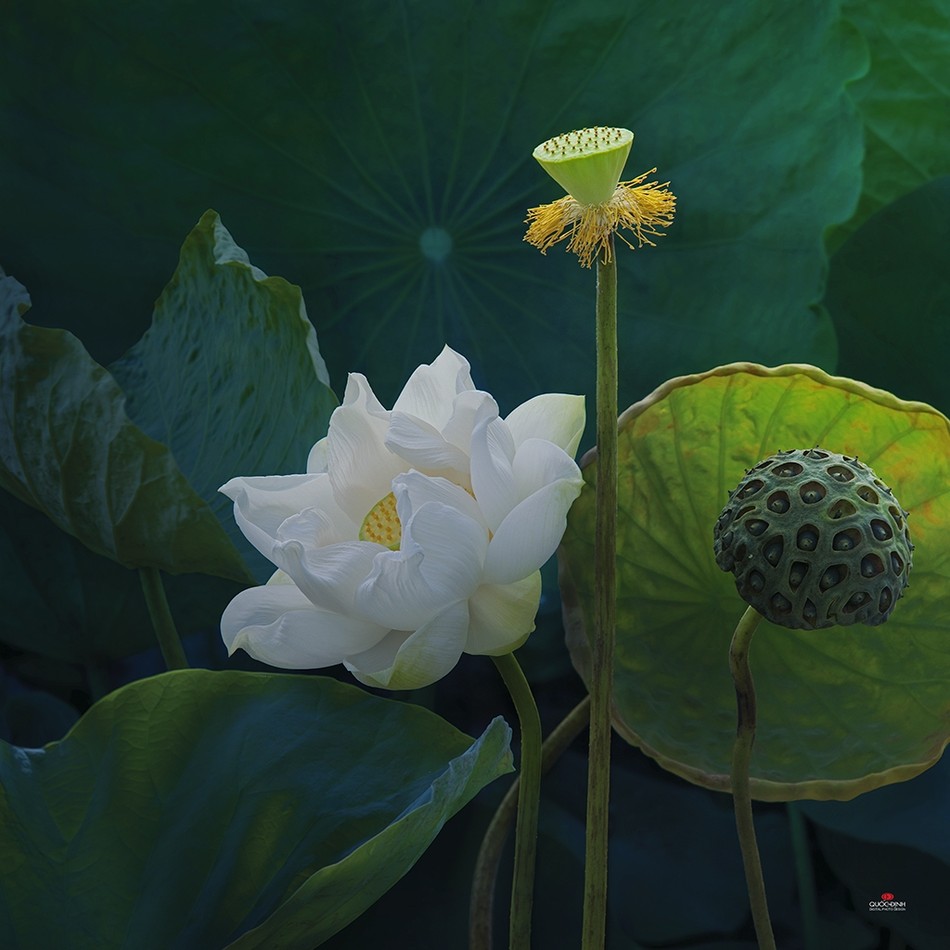 anh sen cua DQD (1).jpg