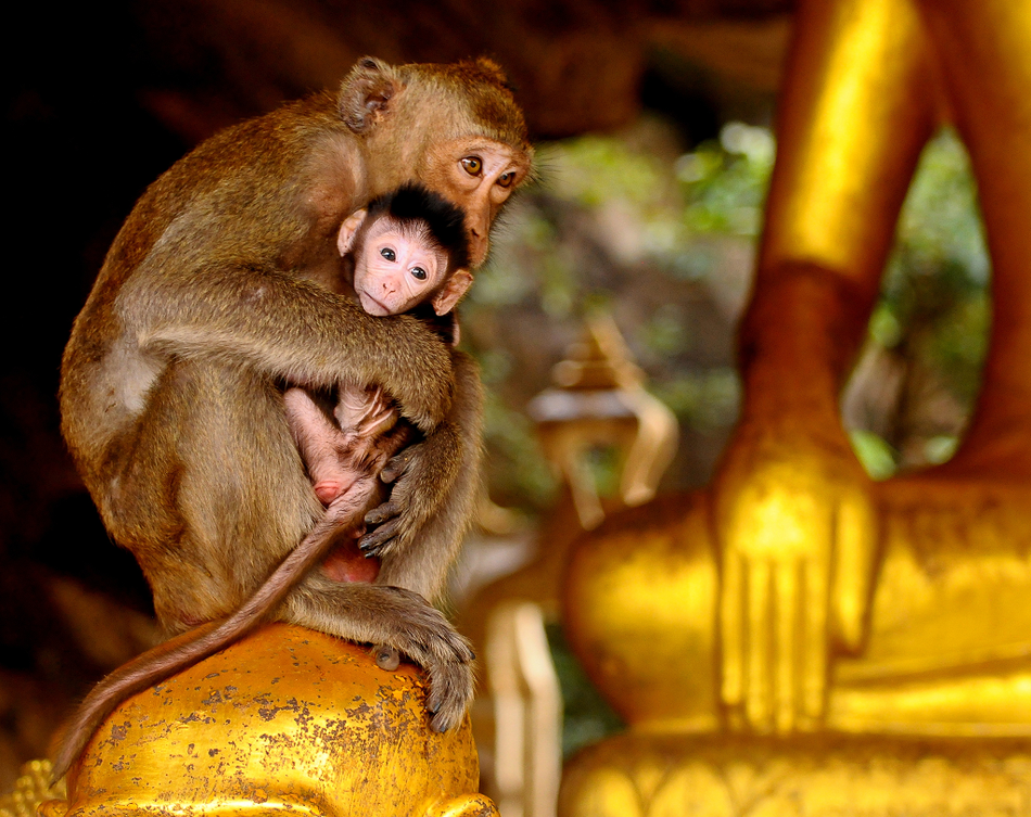 monkies.png