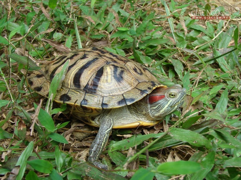 Nhieu nguoi phong sinh rua tai do gay hai cho moi truong song cua cac loai ban dia.JPG