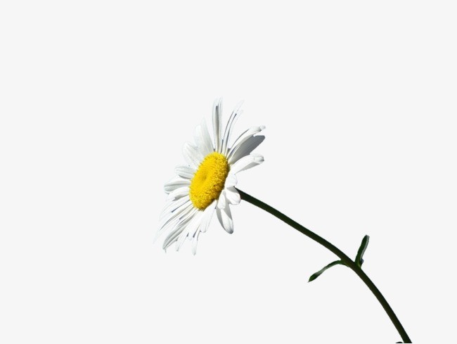 Những nốt thăng trong cuộc đời ảnh 1 not thang.jpg