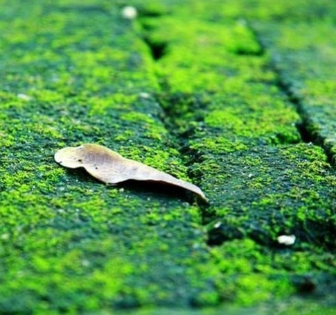Truyện ngắn Hoàng Công Danh: Sân rêu nhà cũ ảnh 1 sanreu 2.jpg
