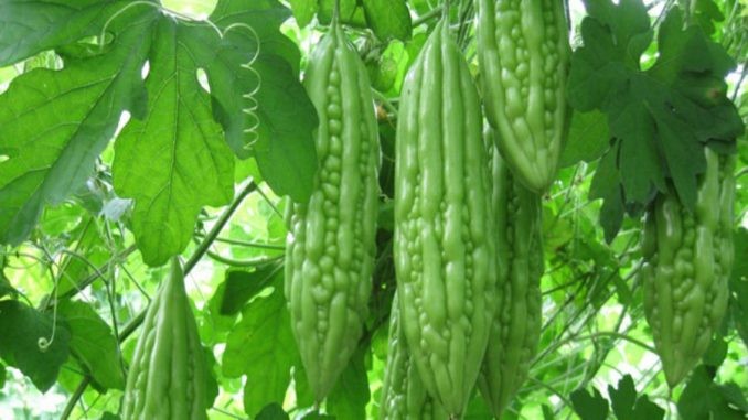 khoqua.jpg