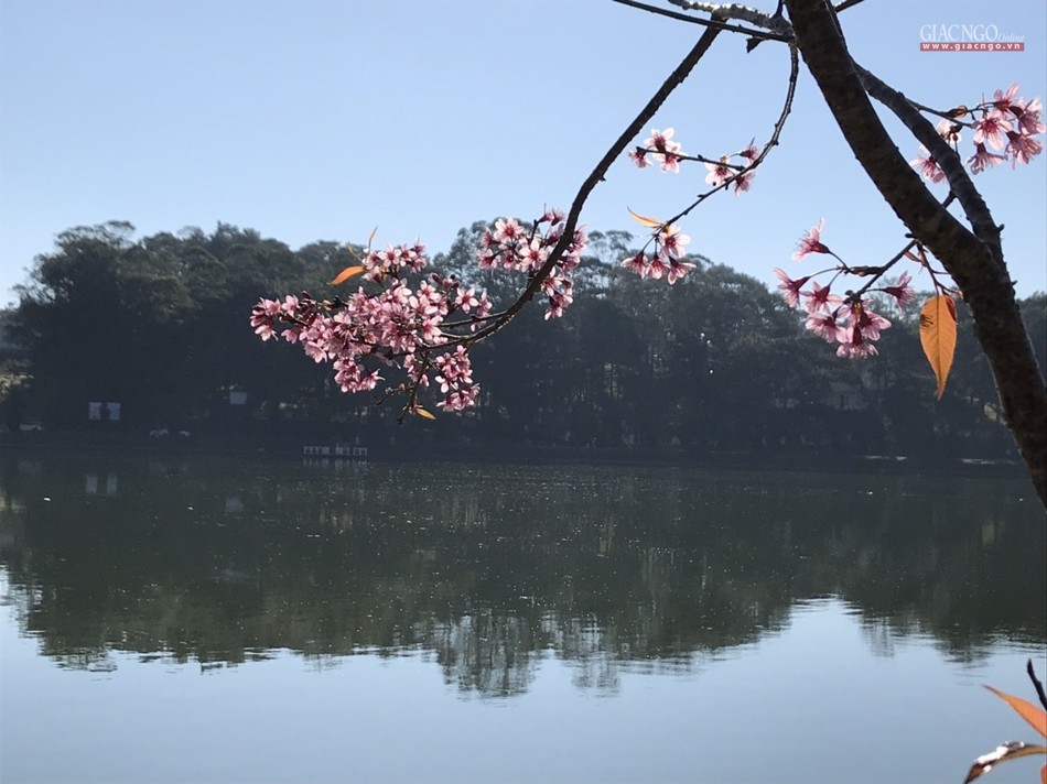 anh ngamhoa (15).jpg