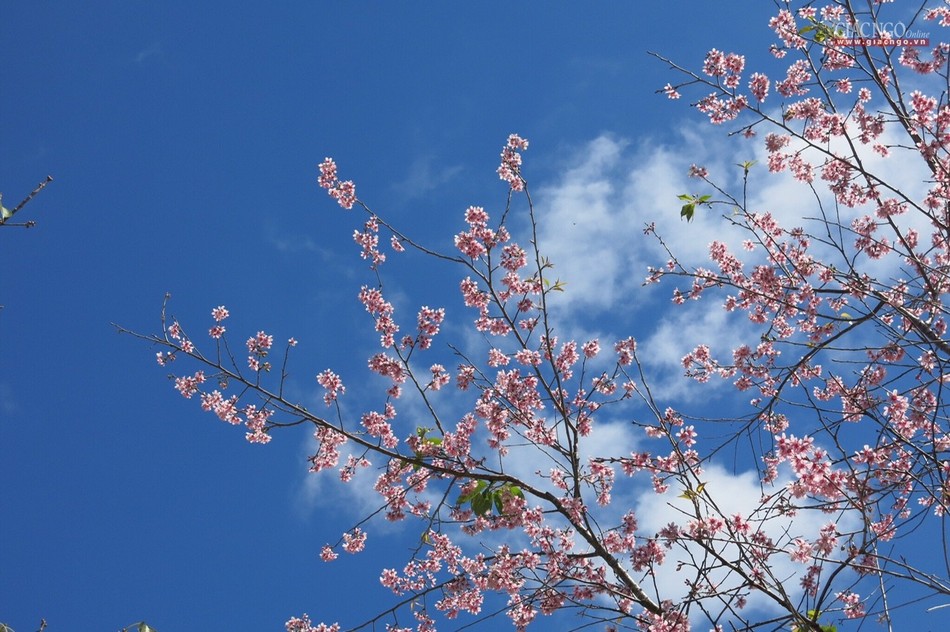 anh ngamhoa (28).jpg