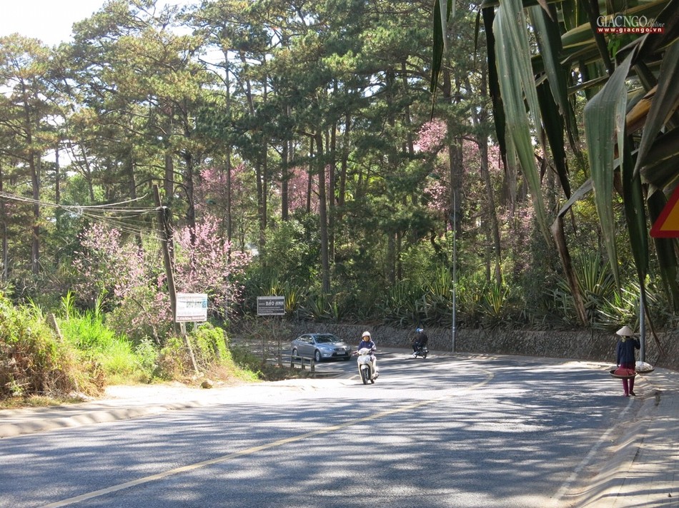 anh ngamhoa (30).jpg