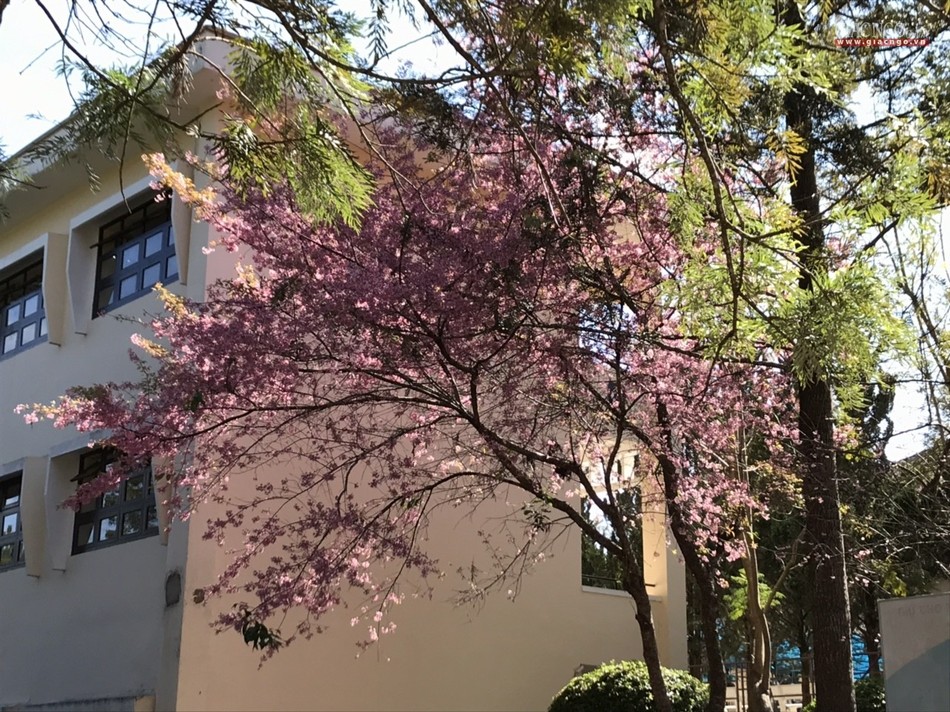 anh ngamhoa (51).jpg