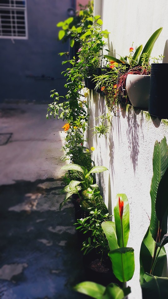 Góc tạm vẫn màu xanh vô thường ảnh 1 goxctam.jpg