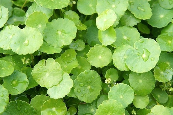 Ăn rau má thanh nhiệt, giải độc ảnh 1 3-229547-1572838267-3354-1572838571_jpg.jpg