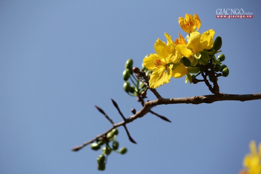 Chùa ở cố đô Huế những ngày cuối năm ảnh 1 1.jpg