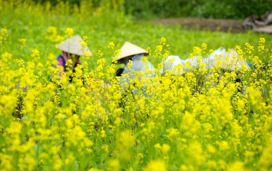 thangGieng.jpg