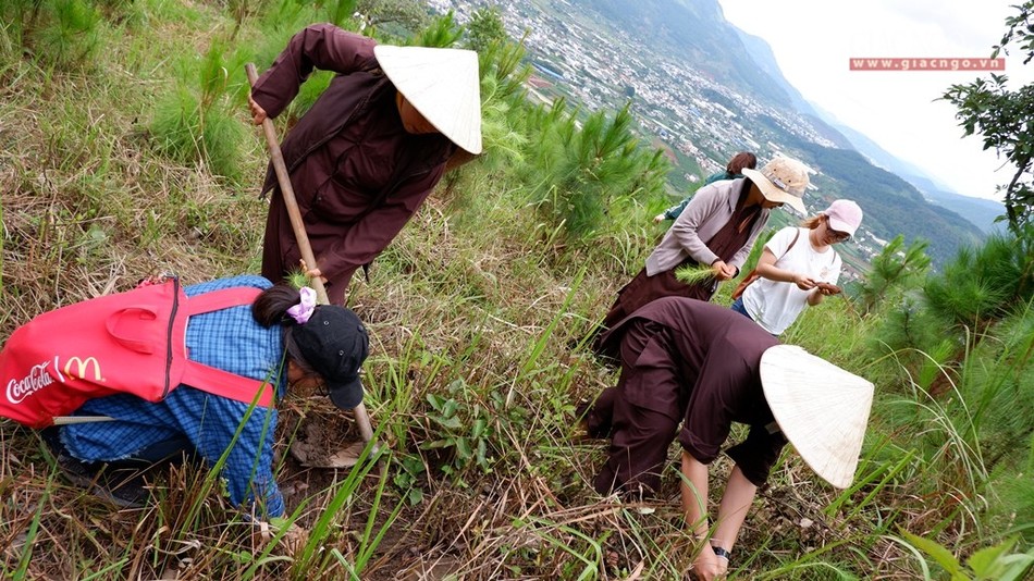 Trồng 3.000 cây thông tại đồi Bồng Lai ảnh 4 H4.jpg